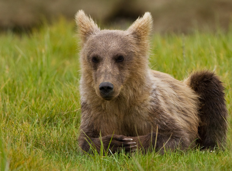 Grizzly Bear Cub